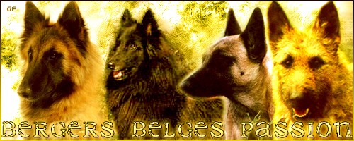 Bergers Belges Passion